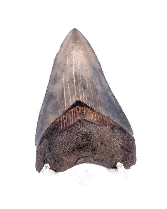 The Ultimate Guide to Valuing & Buying Megalodon Teeth