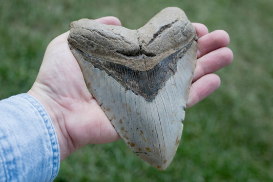 A large megalodon tooth in someone's palm. 