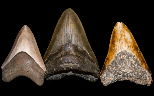 Three Megalodon Teeth On A Black Background