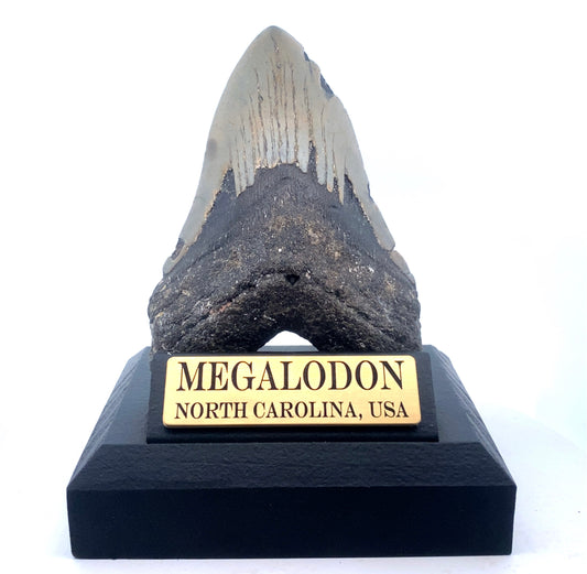 123mm Megalodon Tooth - North Carolina, USA