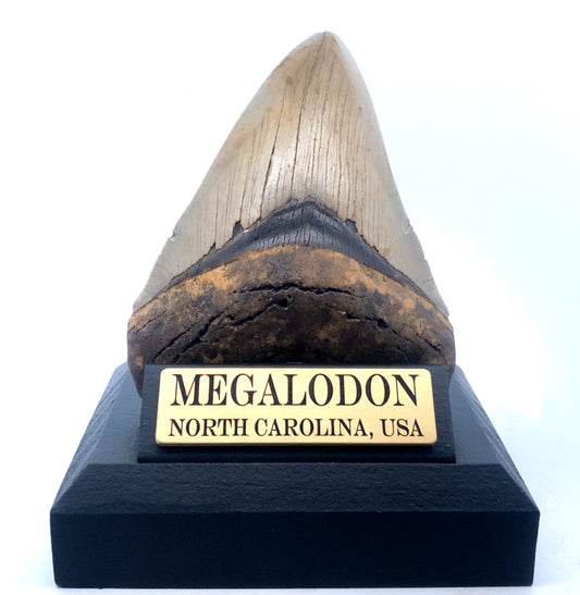 119mm Megalodon Tooth - North Carolina, USA