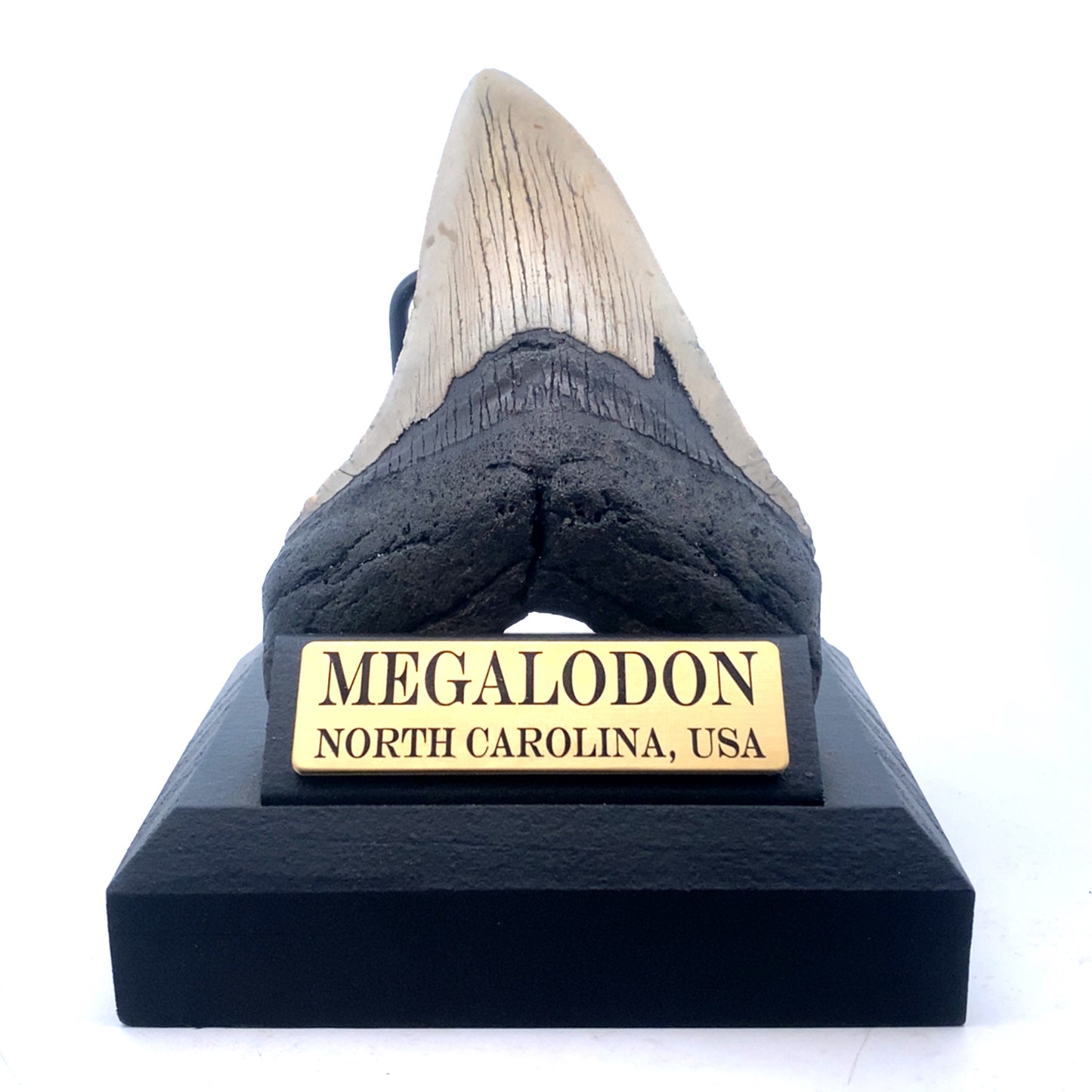 120mm Megalodon Tooth - North Carolina, USA