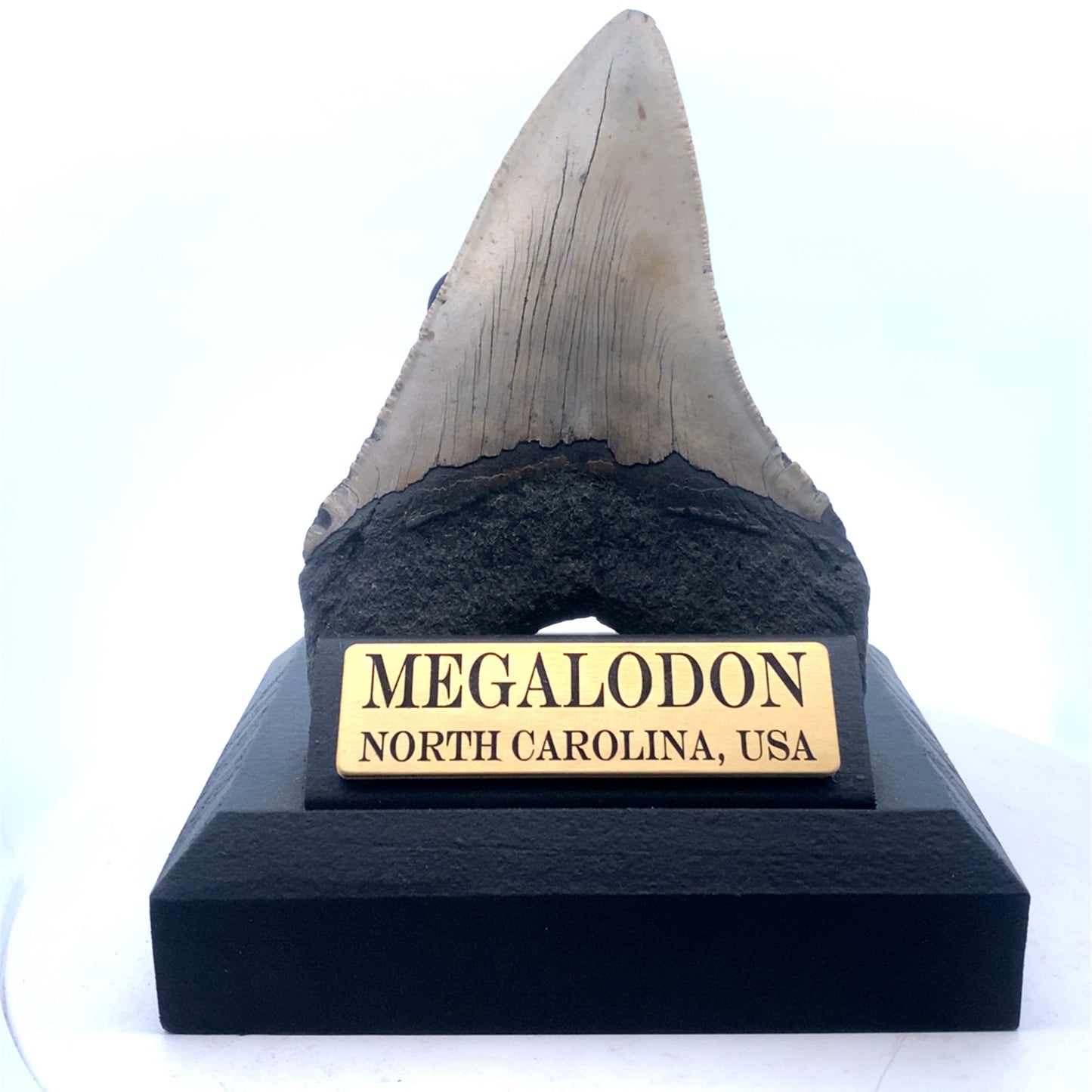 120mm Megalodon Tooth - North Carolina, USA