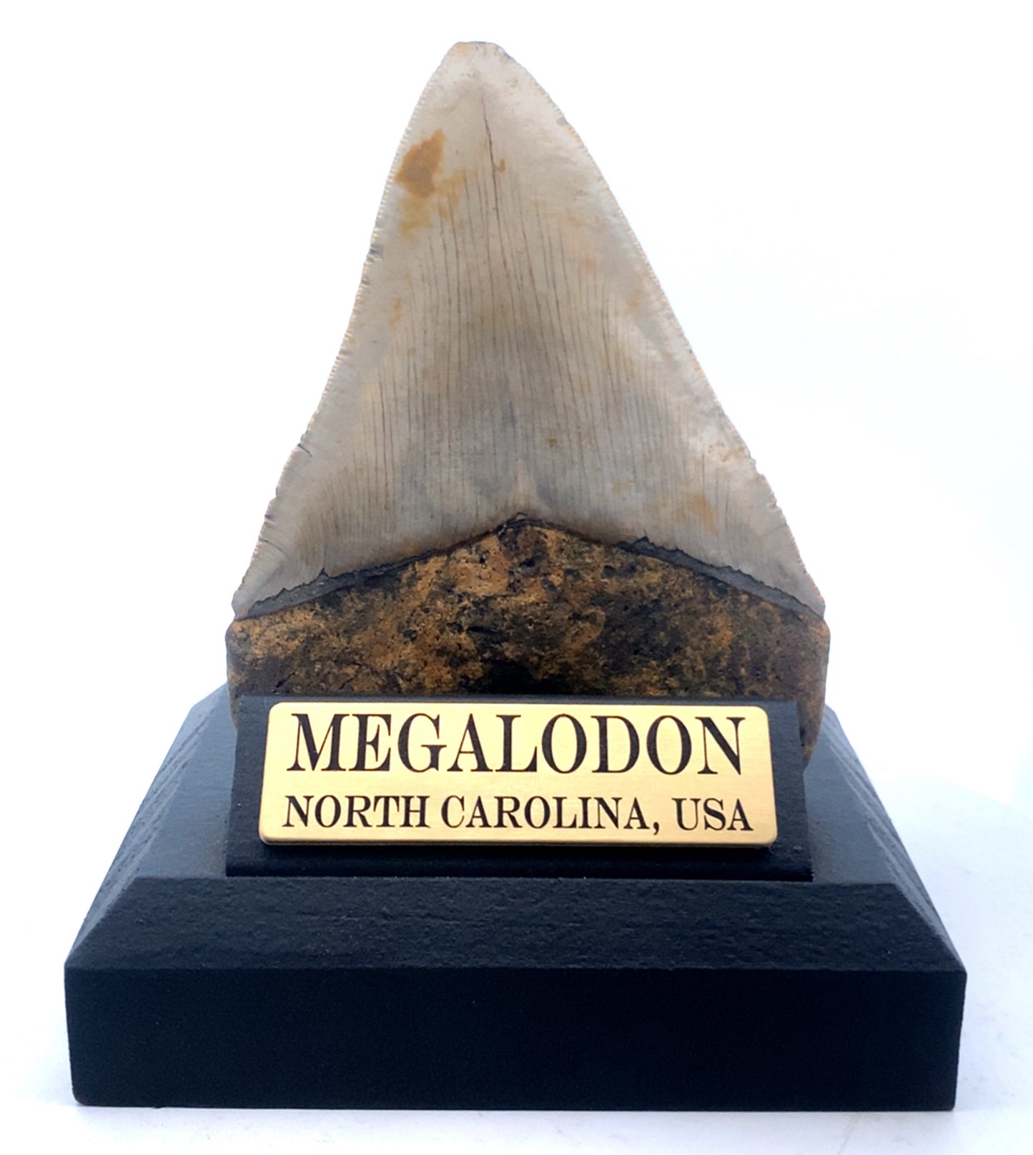 119mm Megalodon Tooth - North Carolina, USA