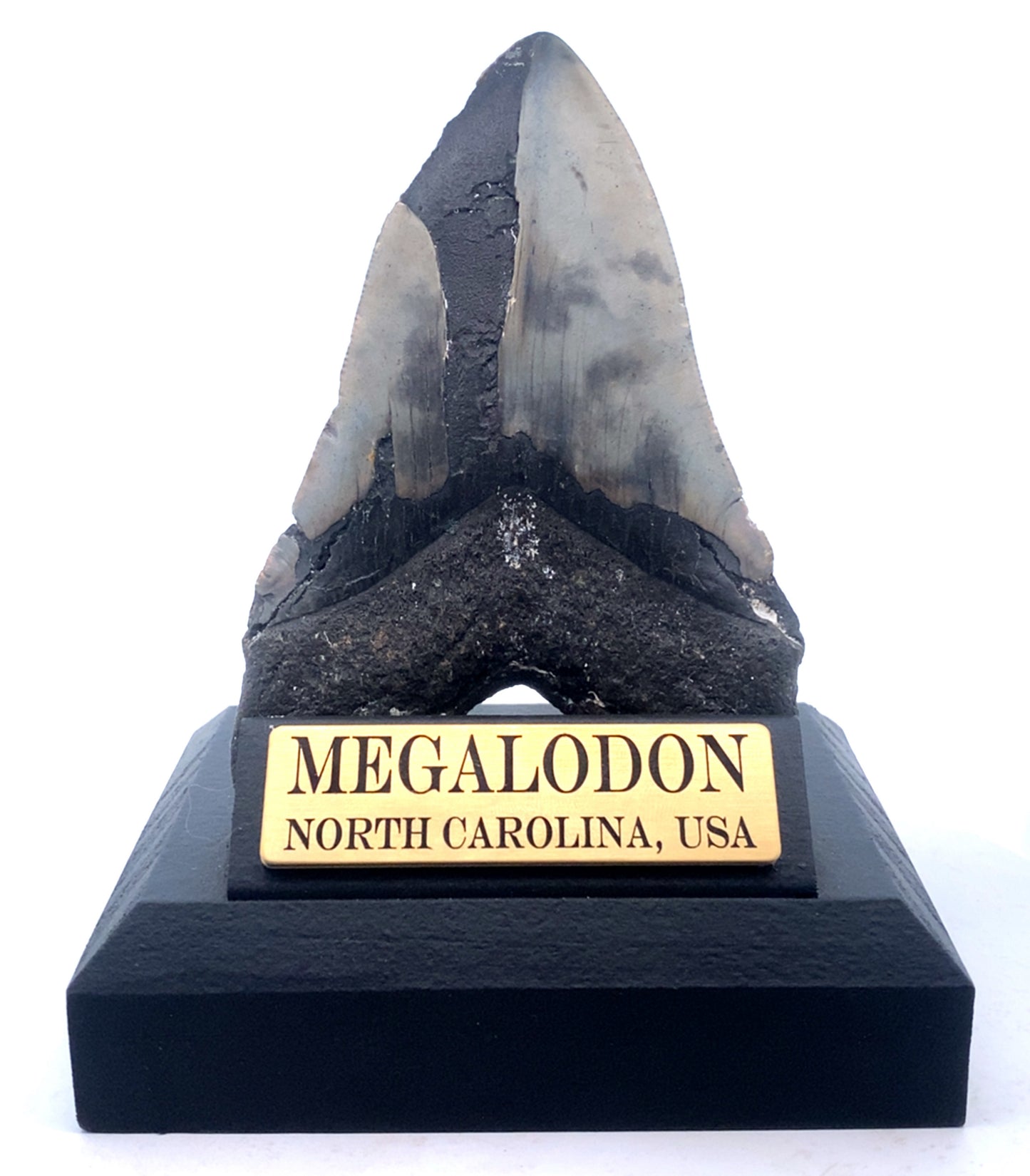 123mm Megalodon Tooth - North Carolina, USA