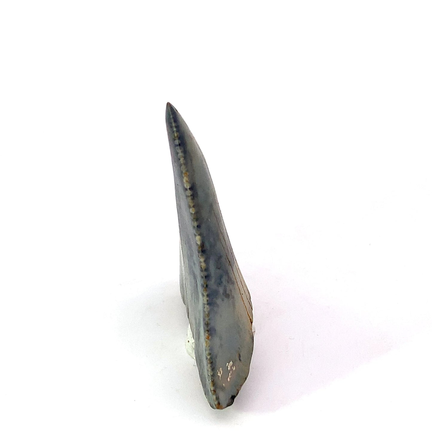 Great White Fossil Tooth - North Carolina, USA