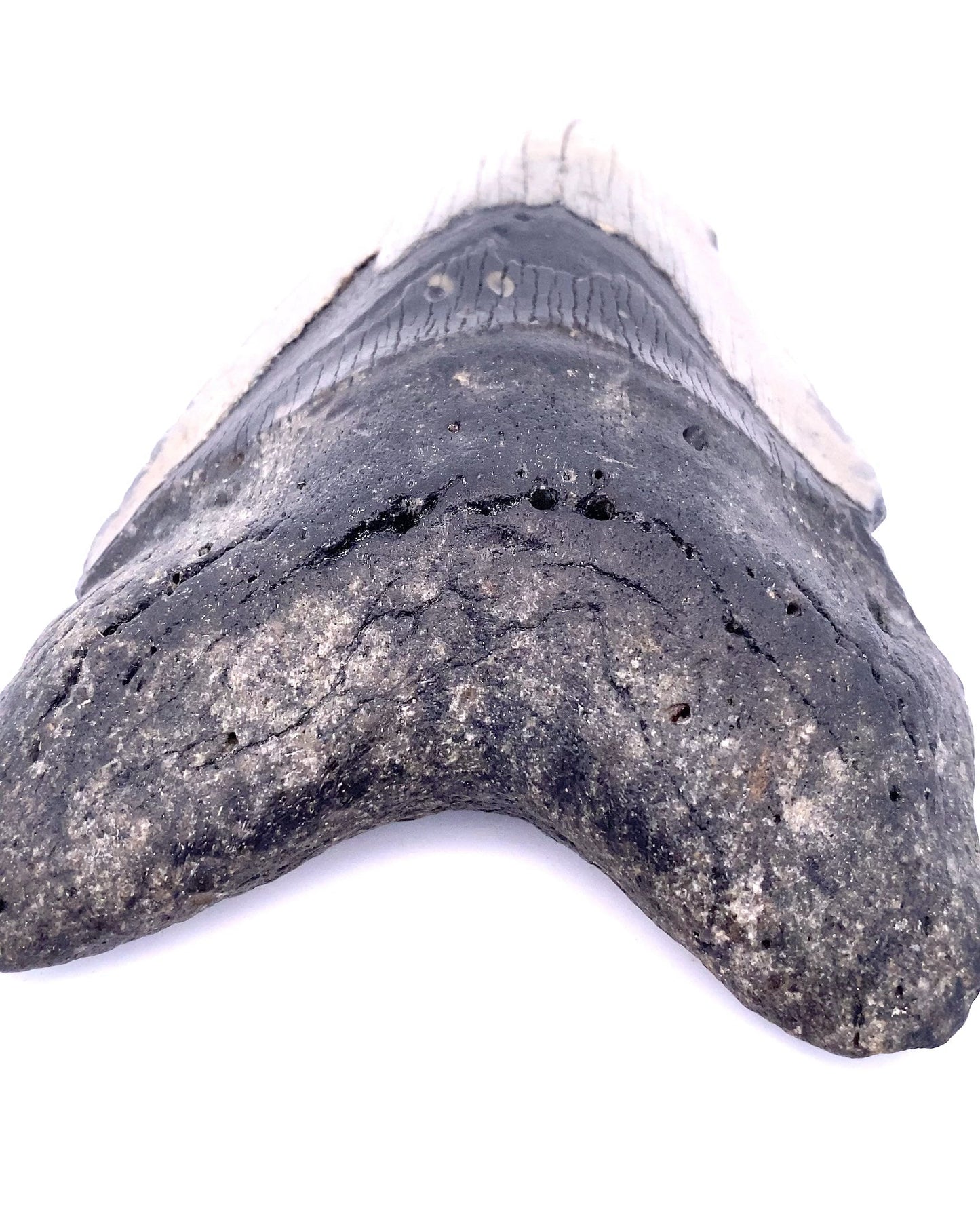 Megalodon Tooth - North Carolina, USA 144mm