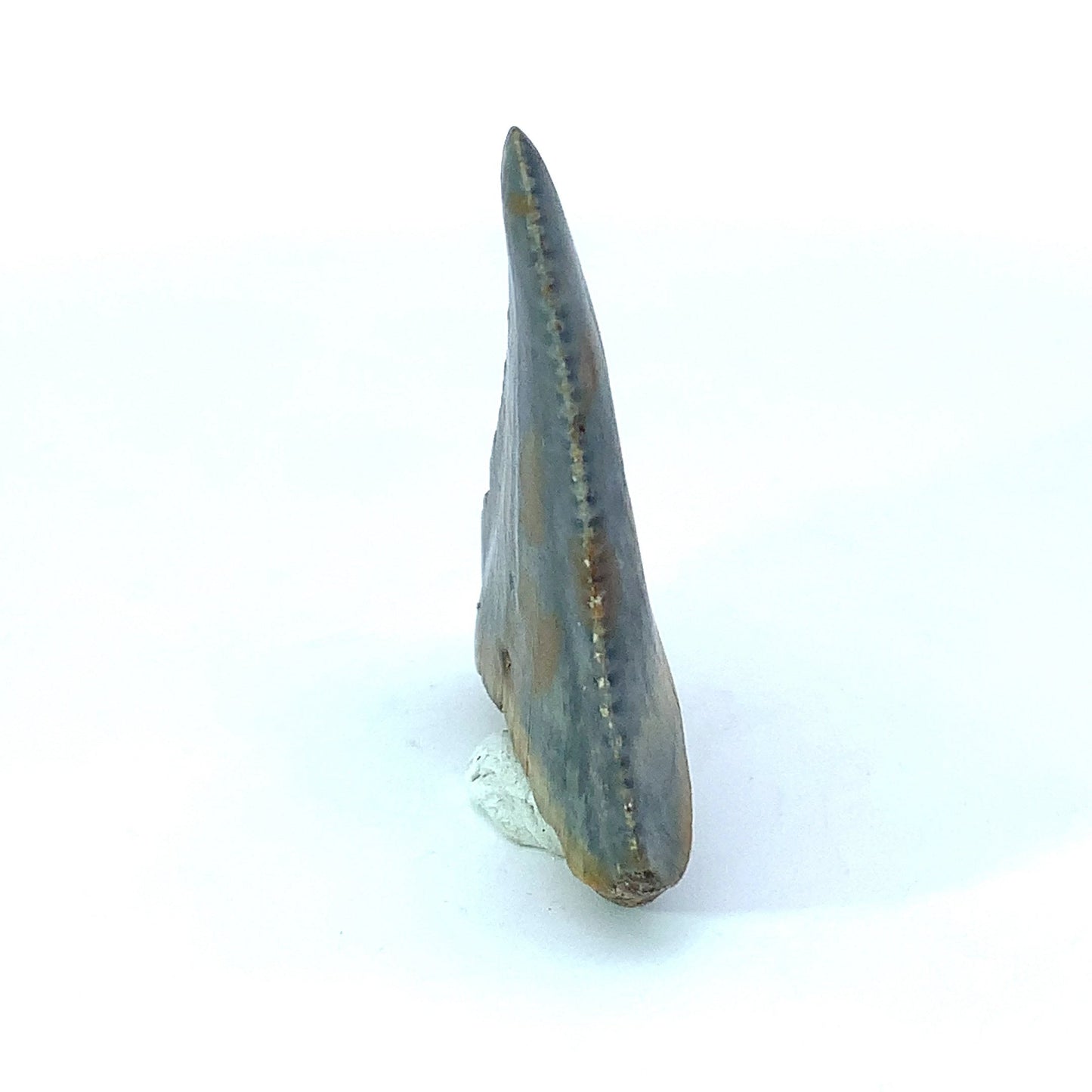 Great White Fossil Tooth - North Carolina, USA