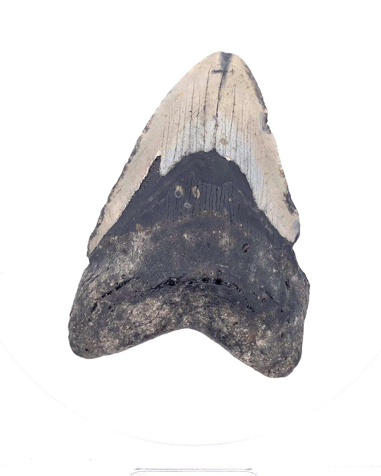 Megalodon Tooth - North Carolina, USA 144mm