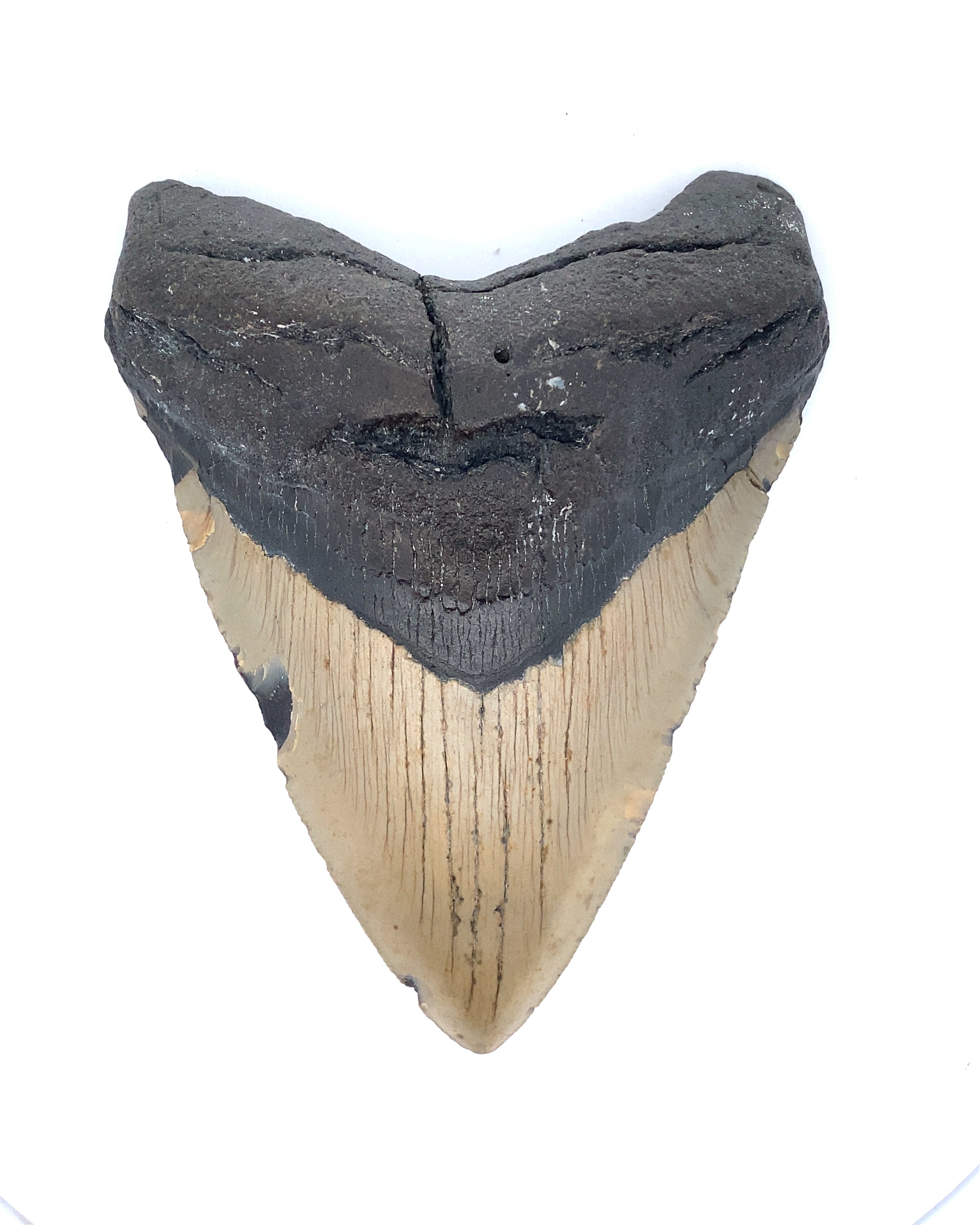 Megalodon Tooth deals