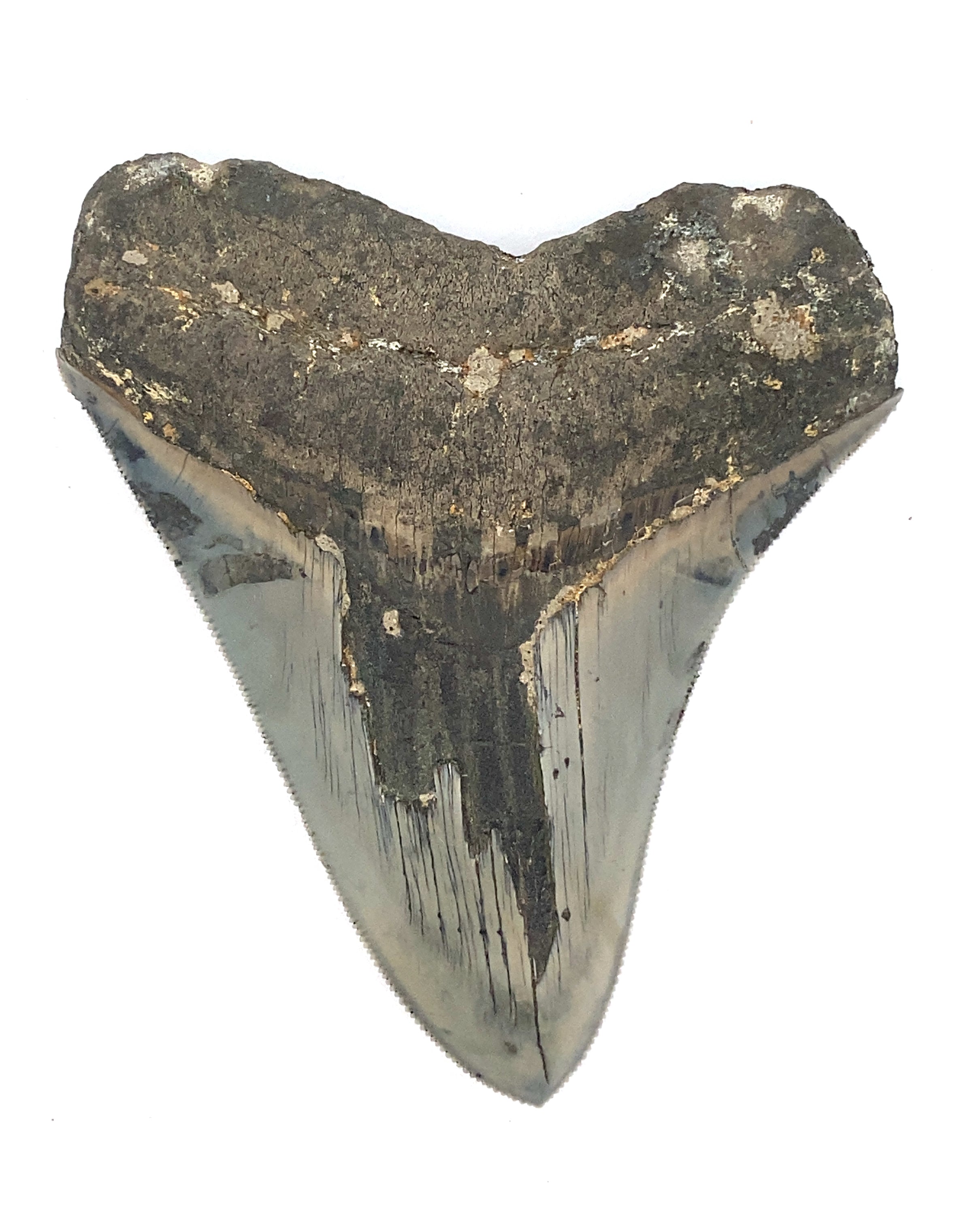 Authentic & Real Megalodon Teeth Fossils The Megalodon Tooth Australia