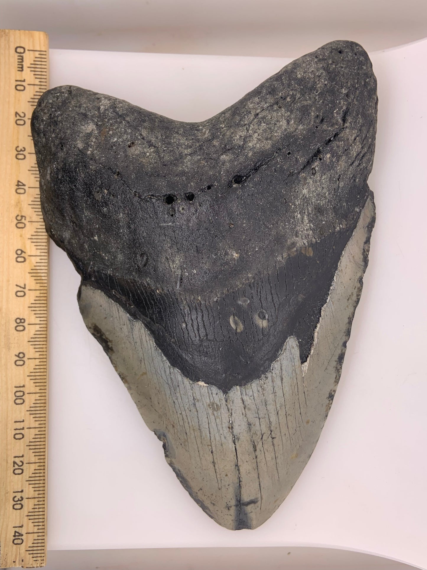 Megalodon Tooth - North Carolina, USA 144mm