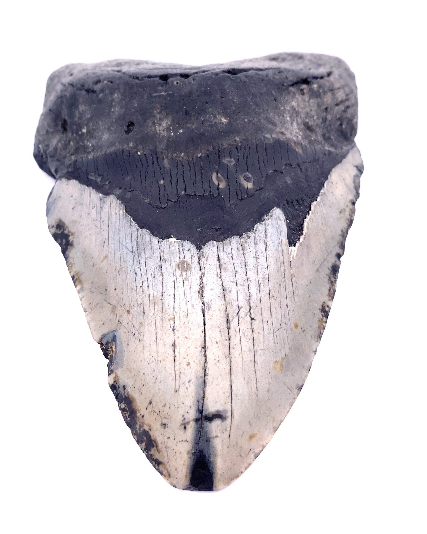 Megalodon Tooth - North Carolina, USA 144mm