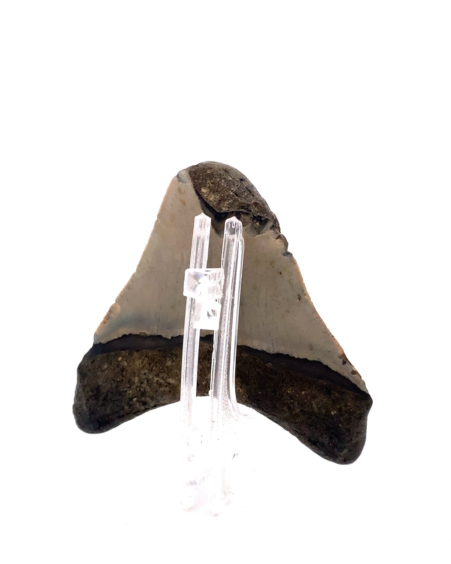 Megalodon Tooth - North Carolina, USA 88mm