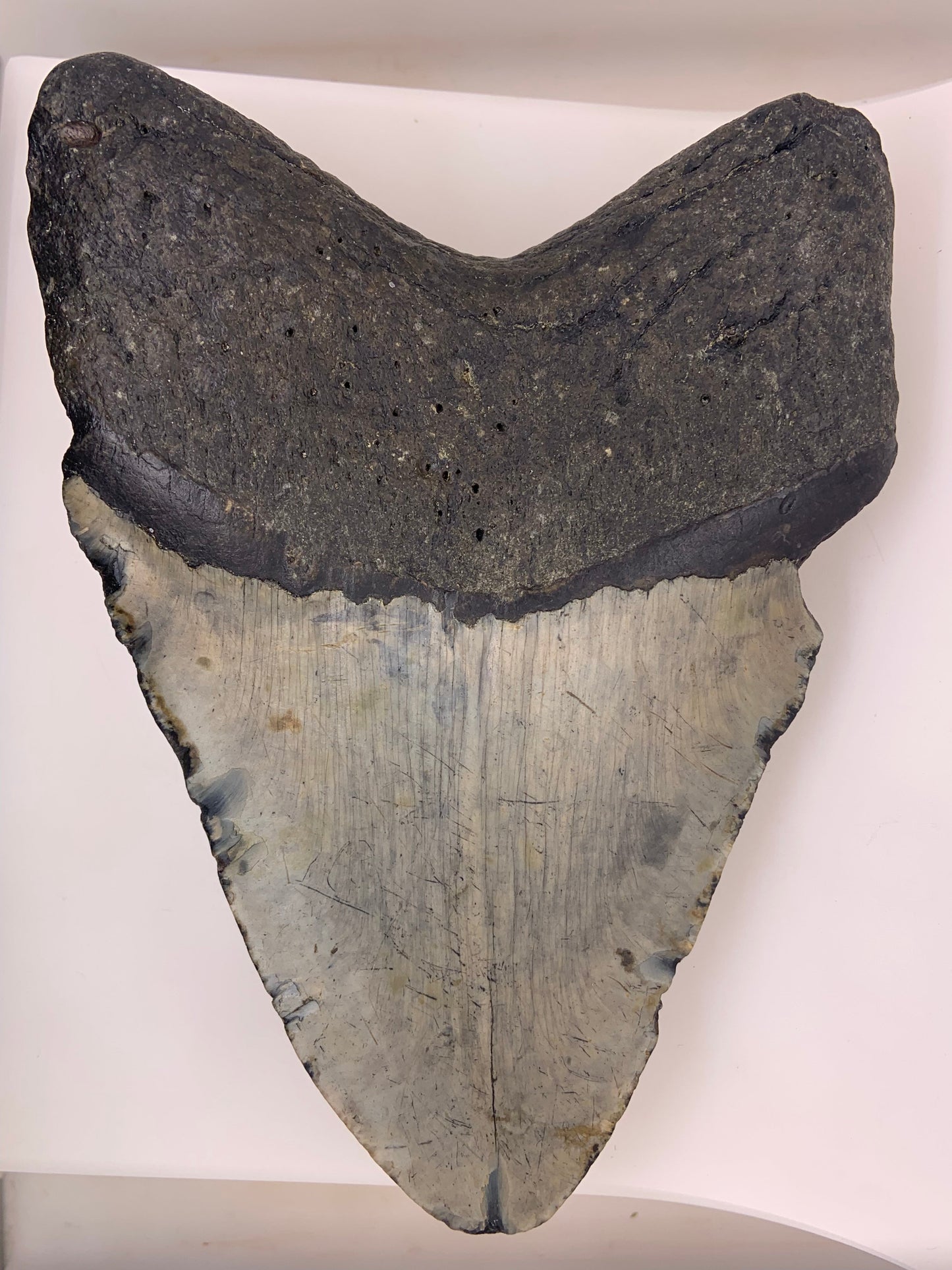 Megalodon Tooth - North Carolina, USA 144mm