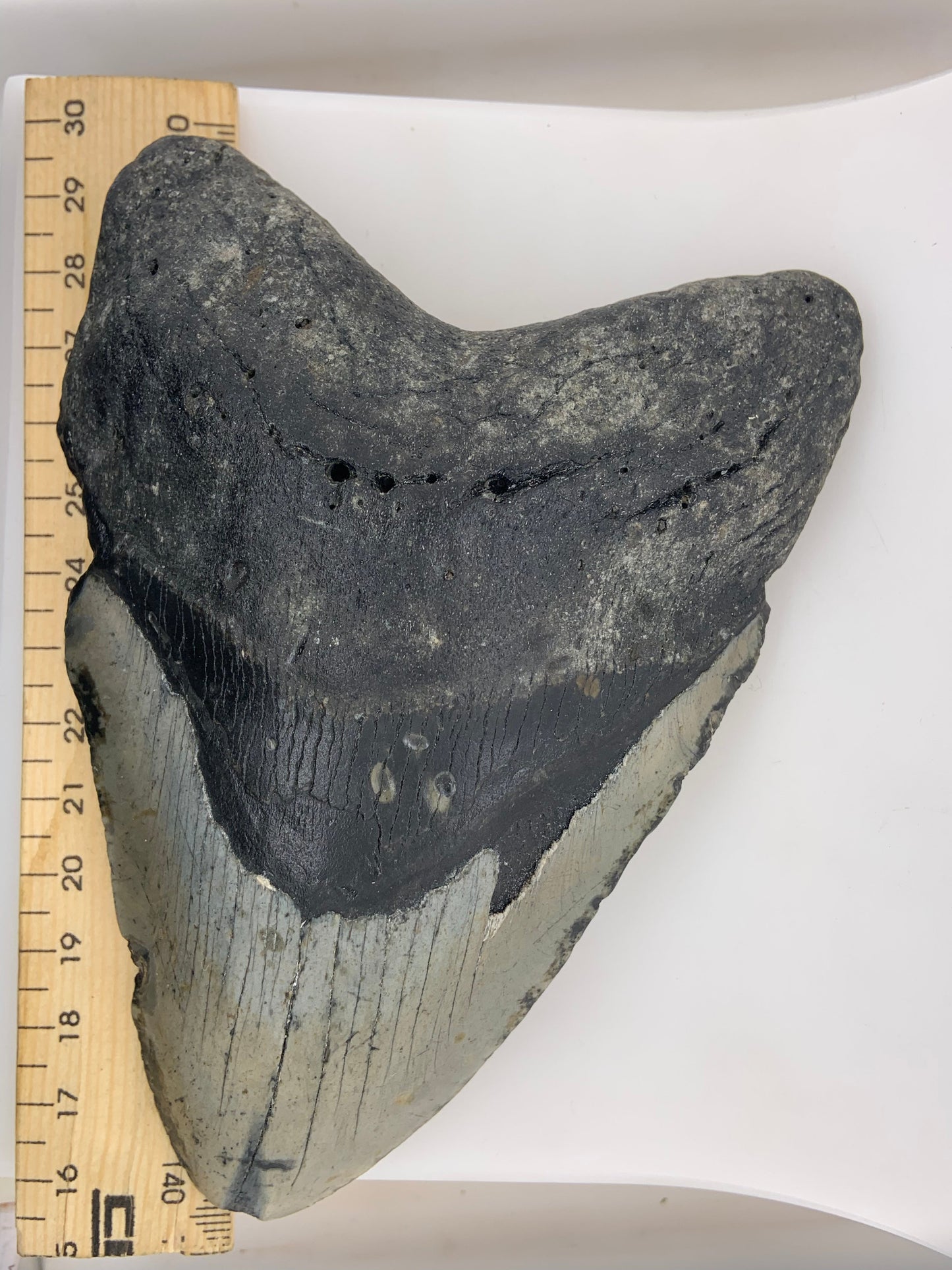 Megalodon Tooth - North Carolina, USA 144mm