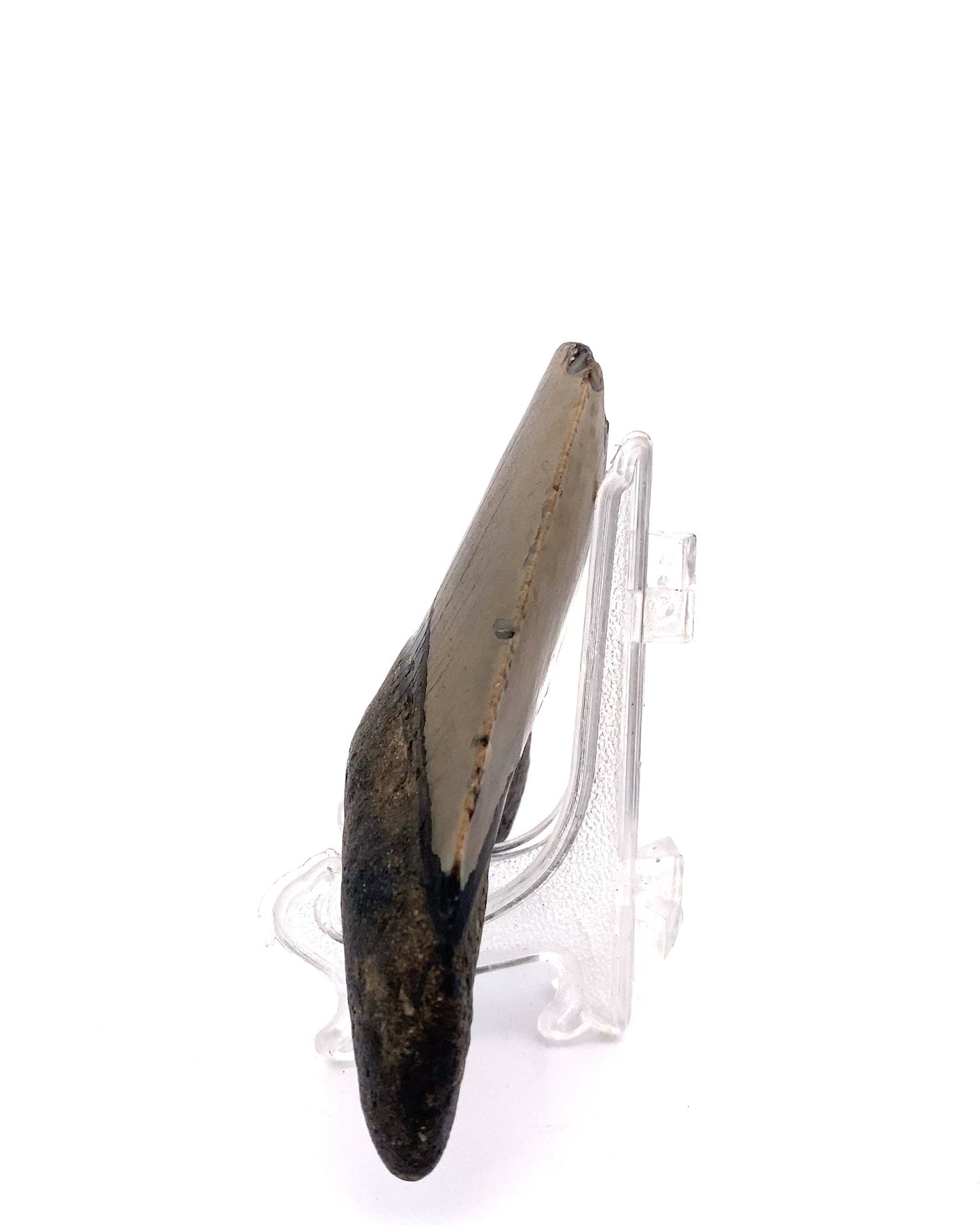 Megalodon Tooth - North Carolina, USA 88mm