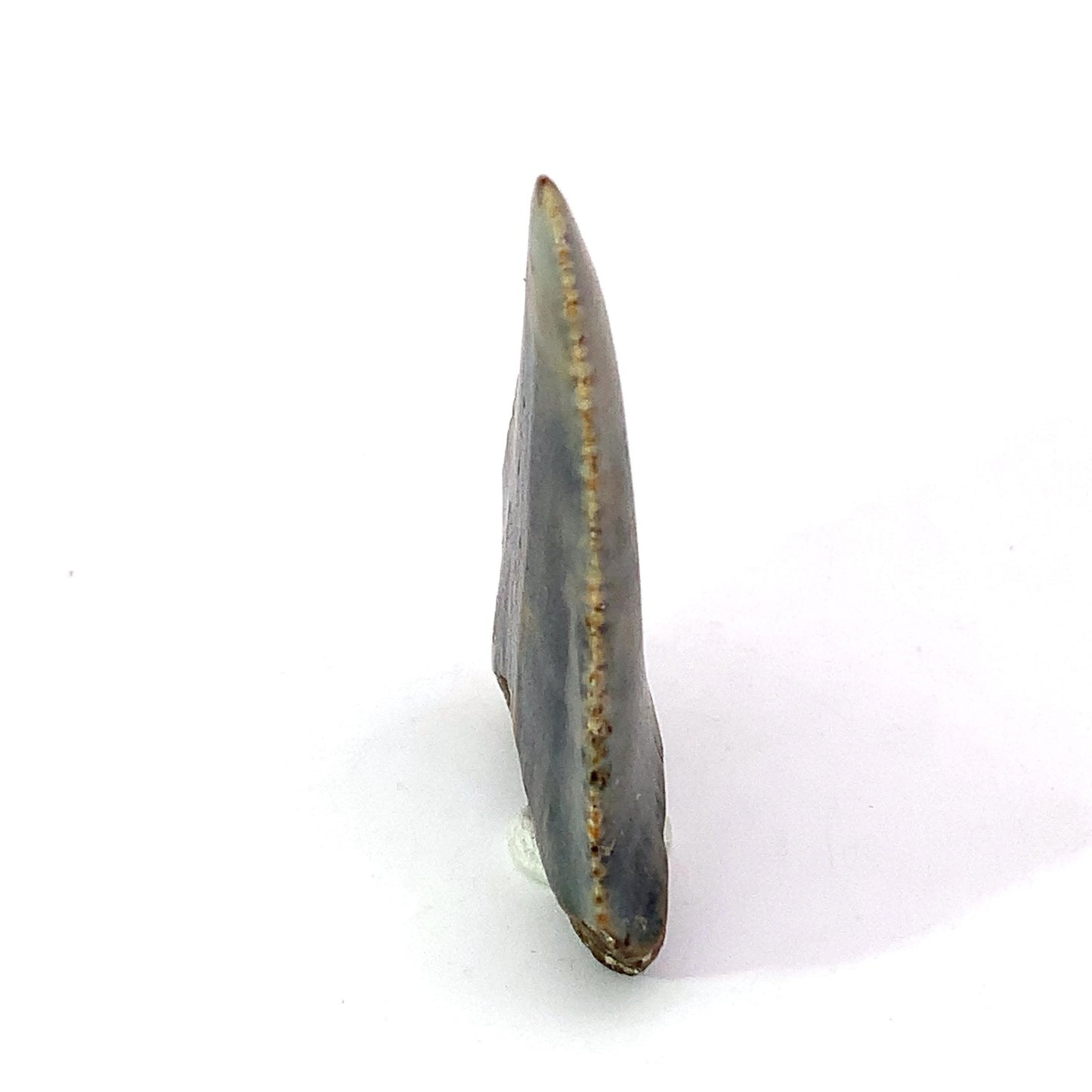 Great White Fossil Tooth - North Carolina, USA