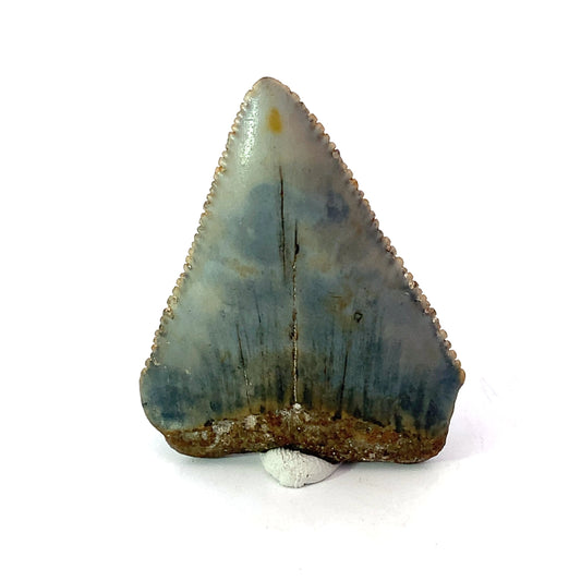 Great White Fossil Tooth - North Carolina, USA