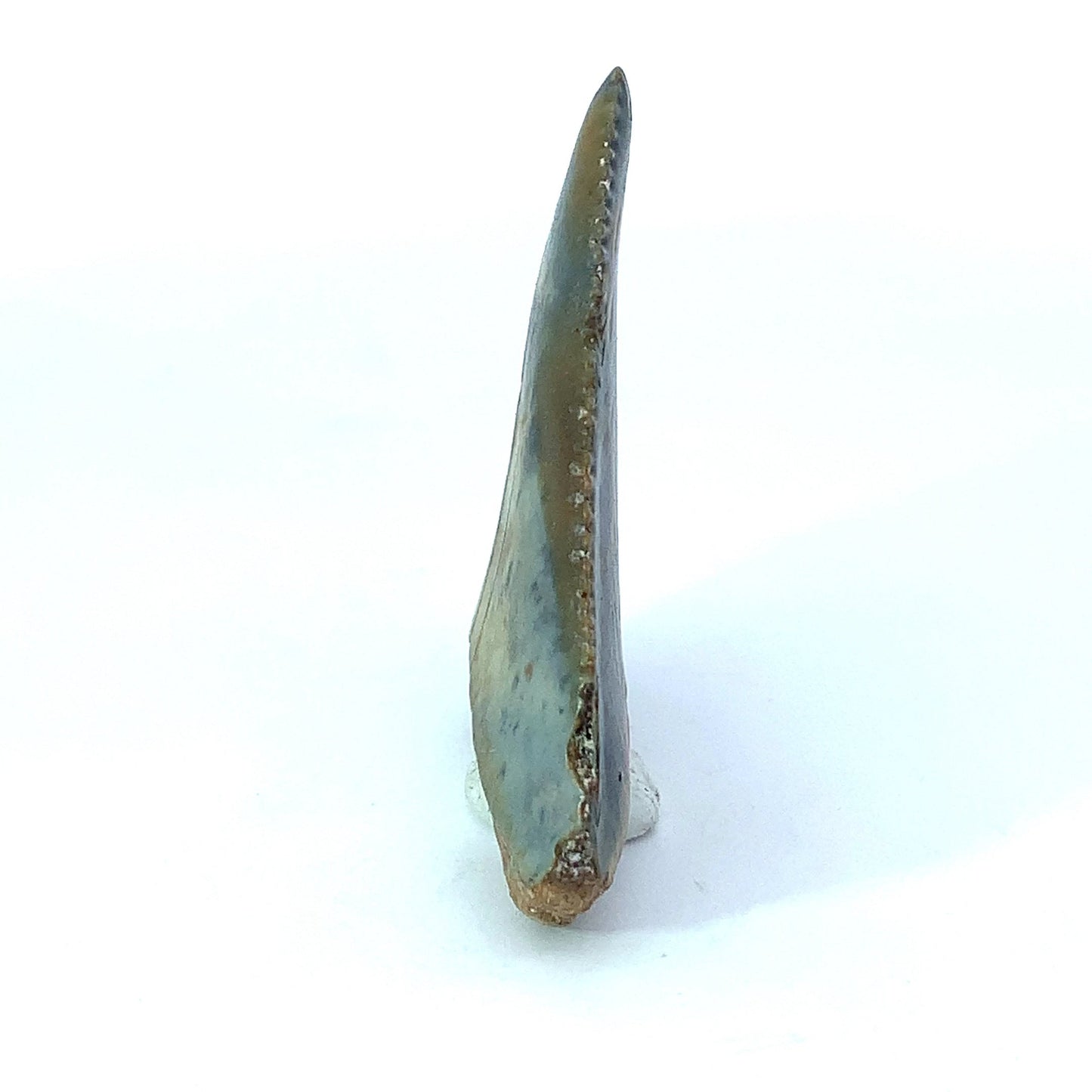 Great White Fossil Tooth - North Carolina, USA