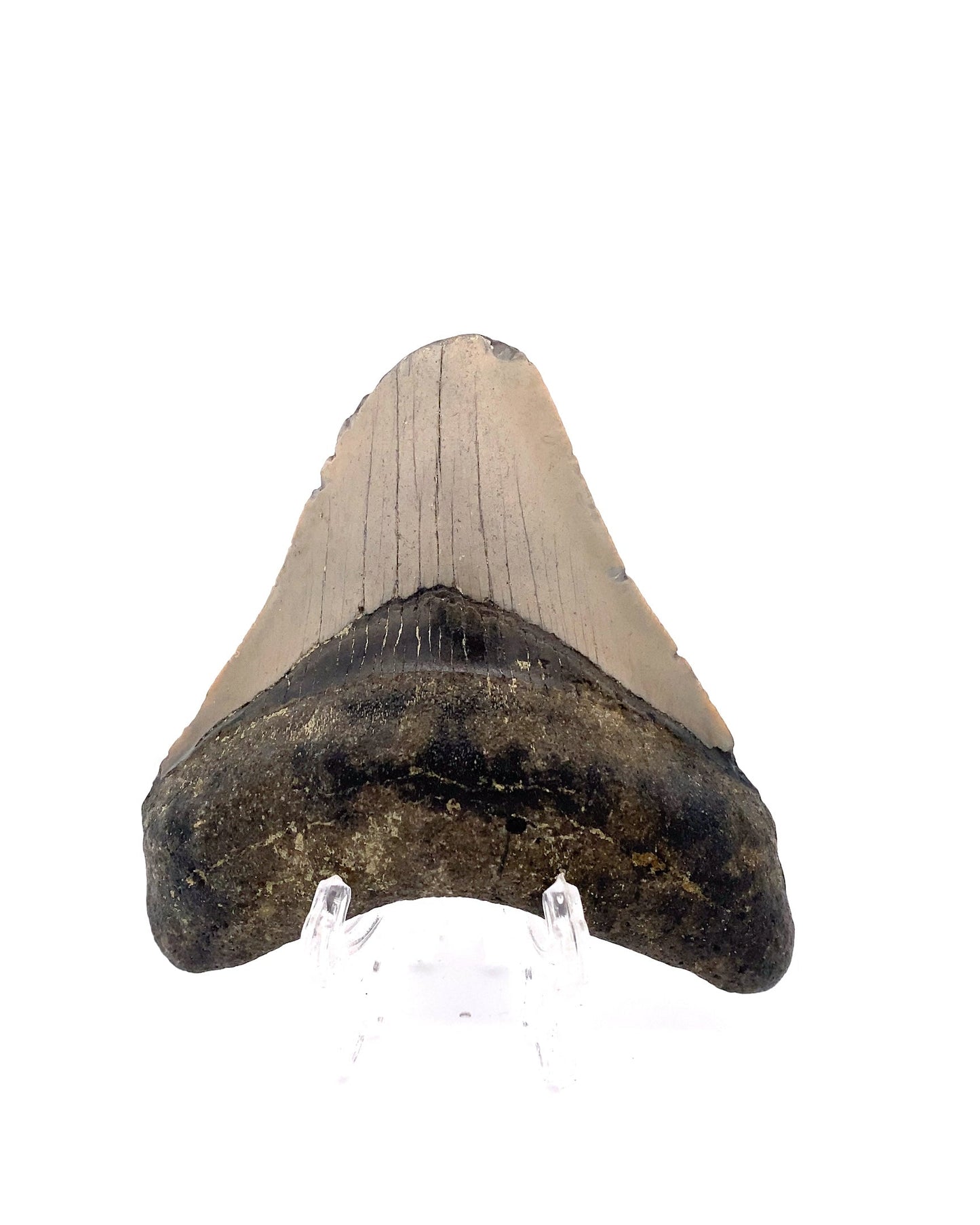 Megalodon Tooth - North Carolina, USA 88mm